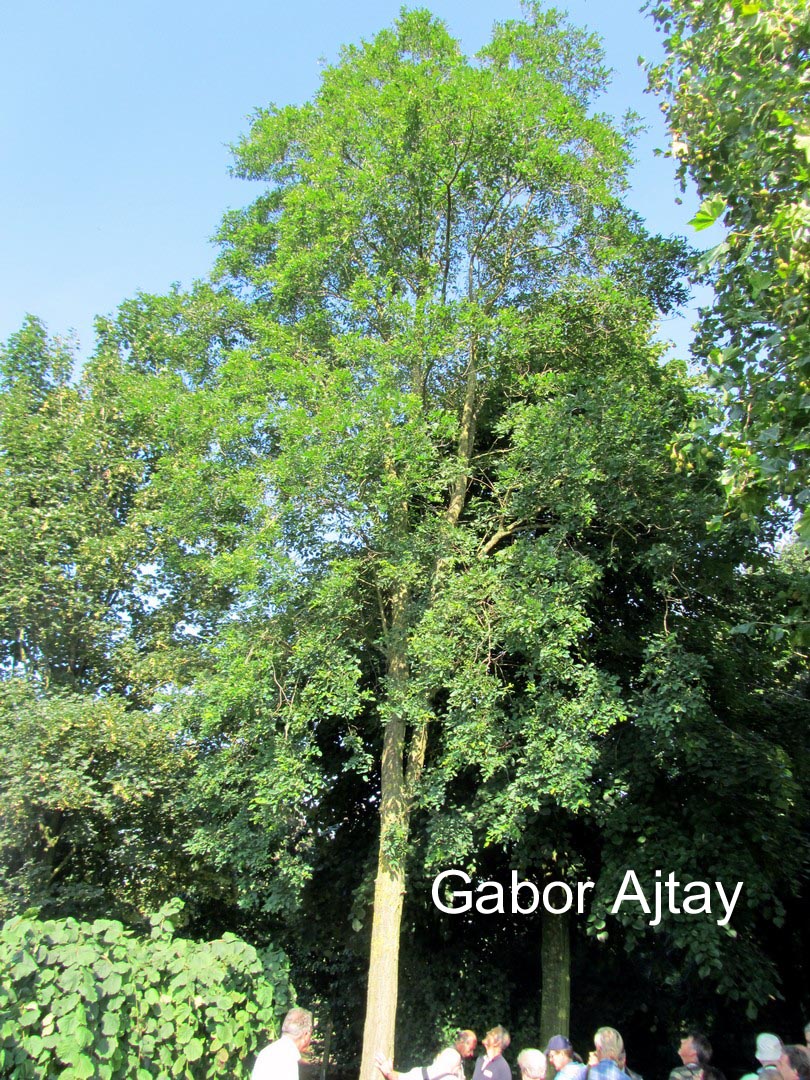 Robinia pseudoacacia 'Sandraudiga'