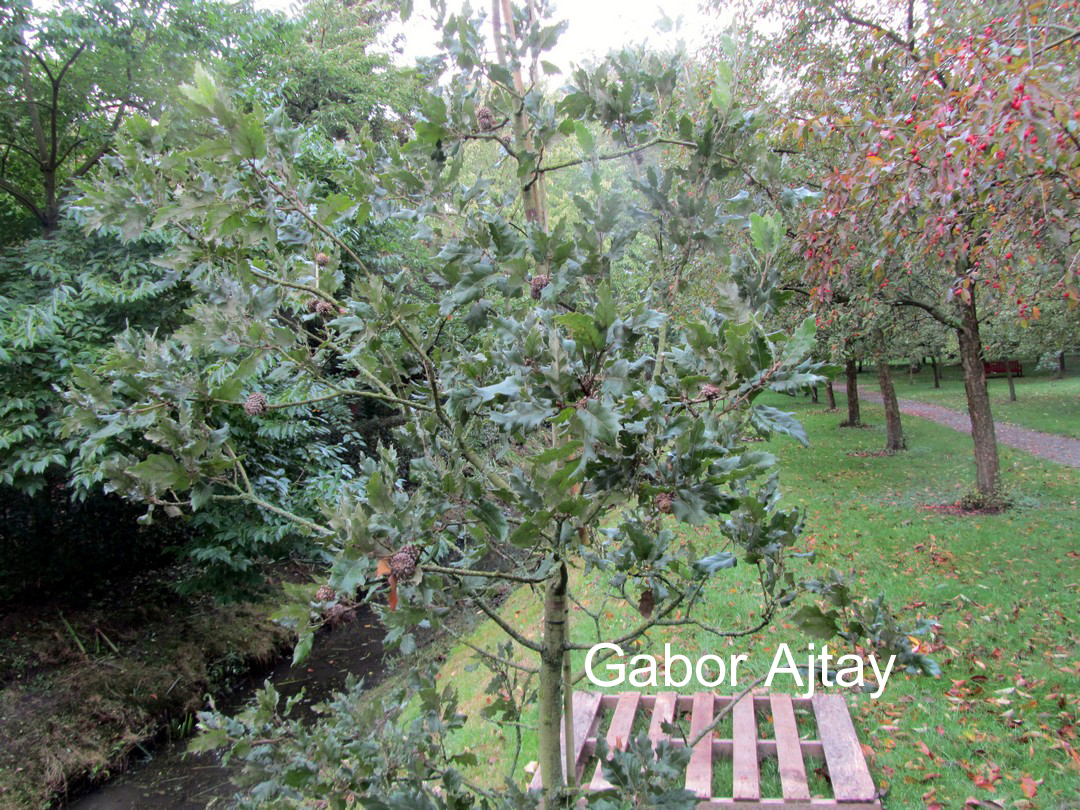 Quercus ithaburensis 'Hemelrijk Silver'