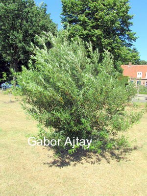 Quercus hispanica 'Fulhamensis'