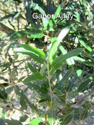 Quercus hispanica 'Fulhamensis'
