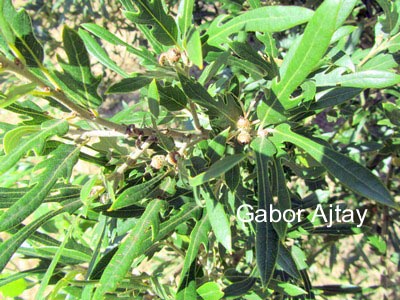 Quercus hispanica 'Fulhamensis'