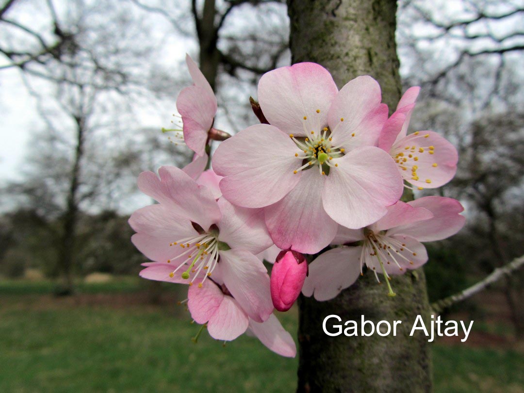 Prunus incisa 'Paean'