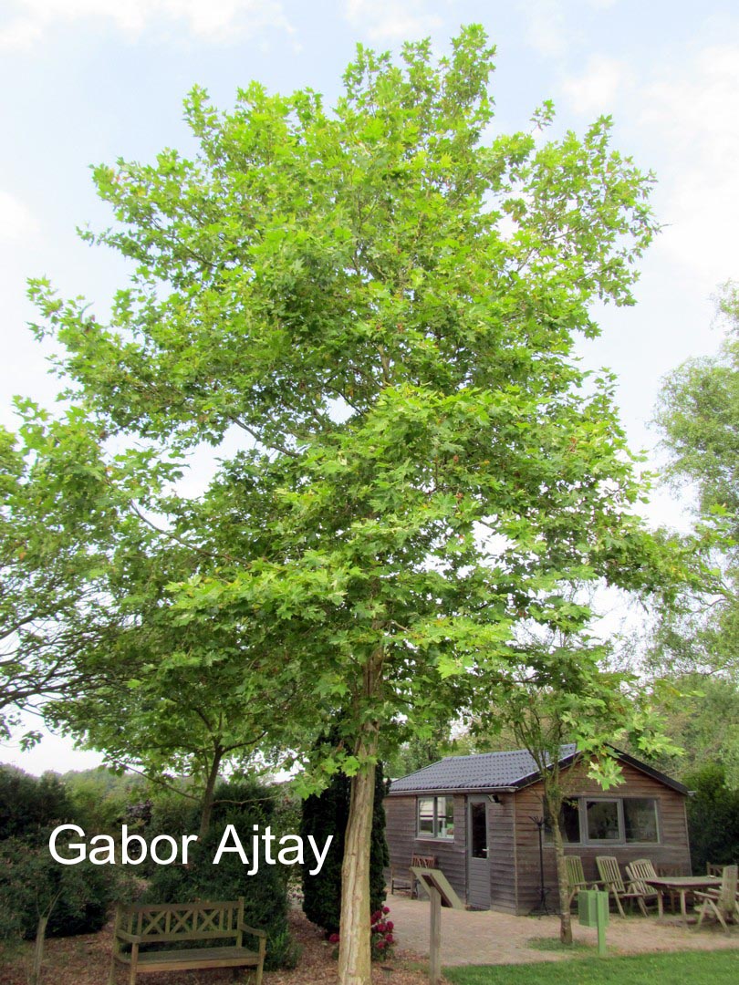 Platanus hispanica 'Suttneri'