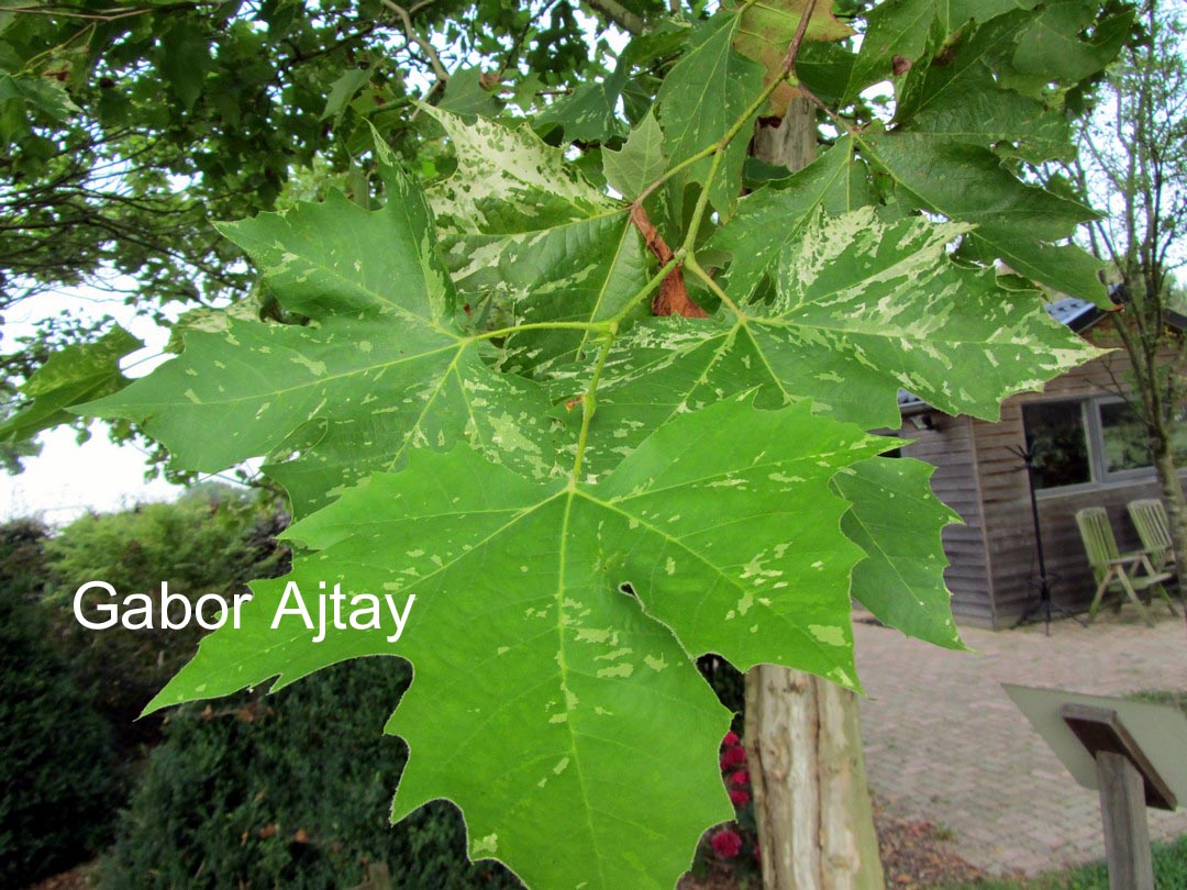 Platanus hispanica 'Suttneri'