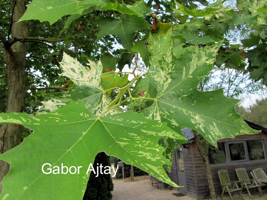 Platanus hispanica 'Suttneri'
