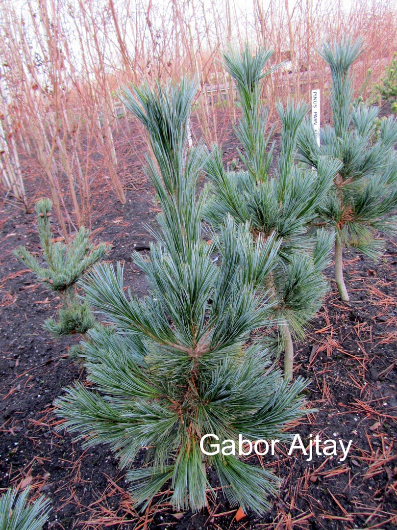 Pinus peuce 'Glauca'