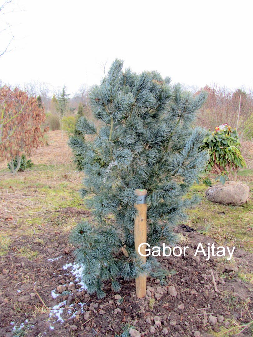 Picture and description of Pinus parviflora &amp;#39;Blauer Engel&amp;#39;