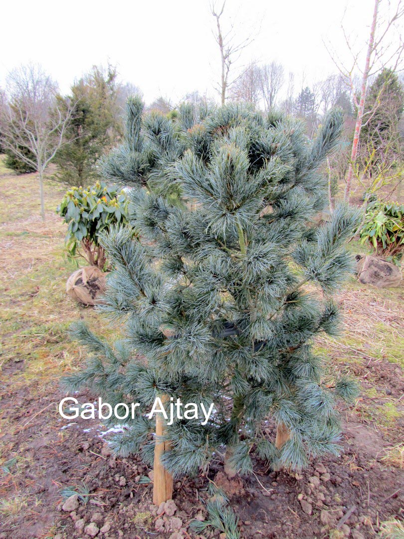 Pinus parviflora 'Blauer Engel'