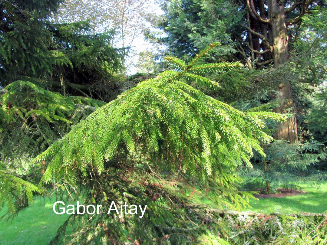 Picea omorika 'Aurea'