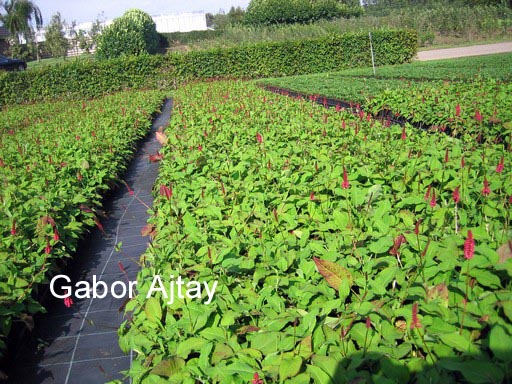 Persicaria amplexicaulis 'Lisan'