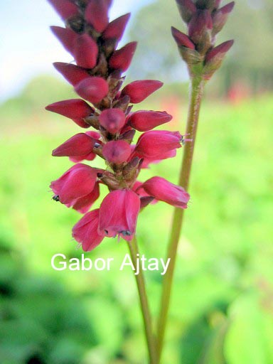 Persicaria amplexicaulis 'Lisan'