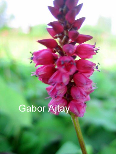 Persicaria amplexicaulis 'Lisan'