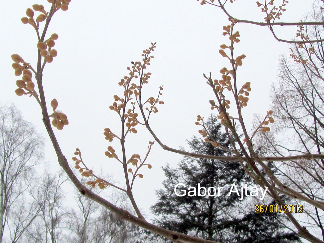 Paulownia tomentosa 'Hulsdonk'