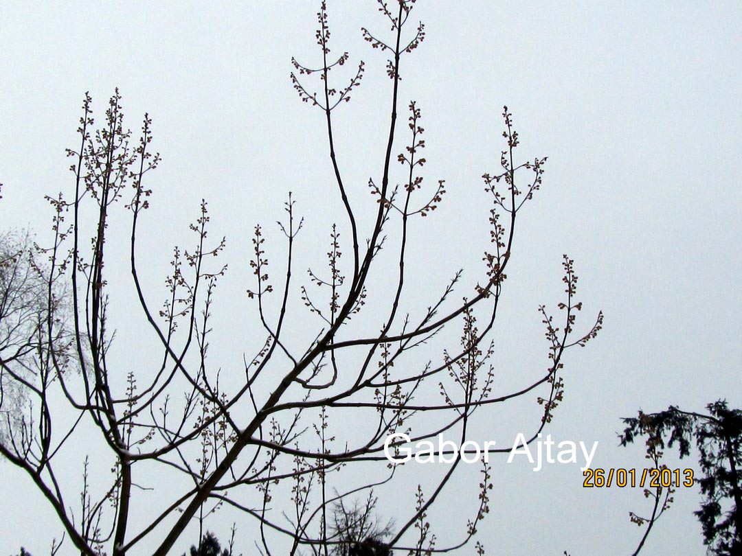 Paulownia tomentosa 'Hulsdonk'