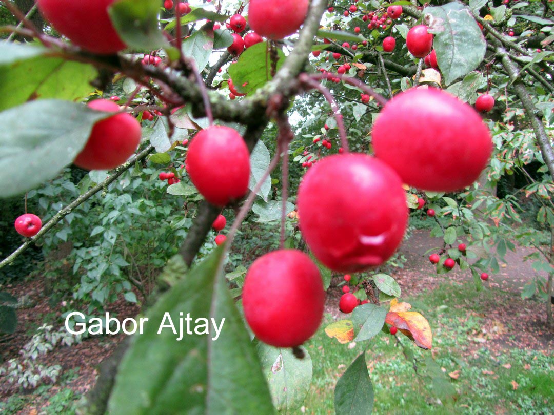 Malus 'Aldenhamensis'