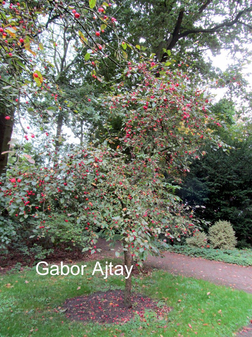 Malus 'Aldenhamensis'