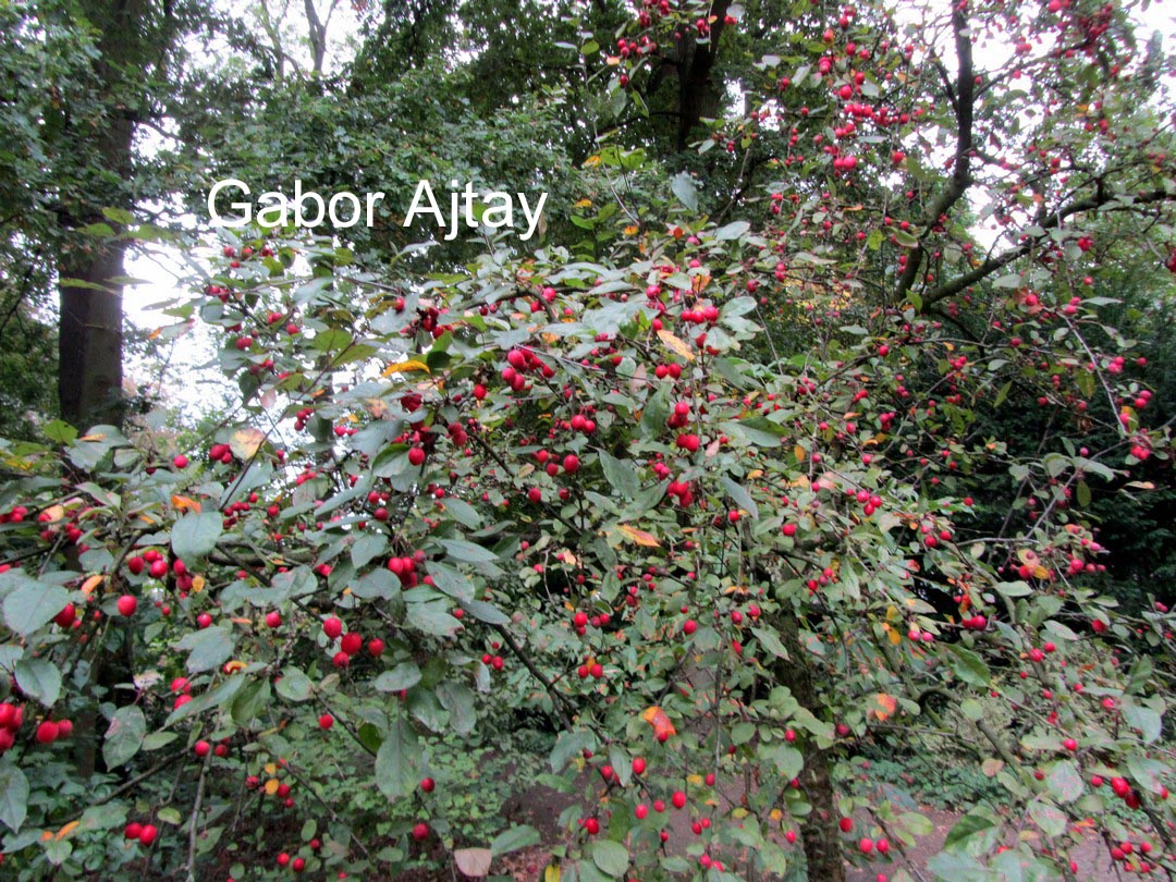 Malus 'Aldenhamensis'