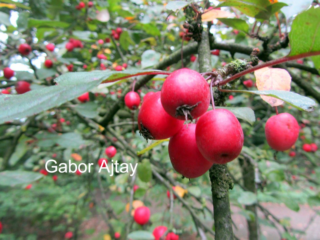 Malus 'Aldenhamensis'