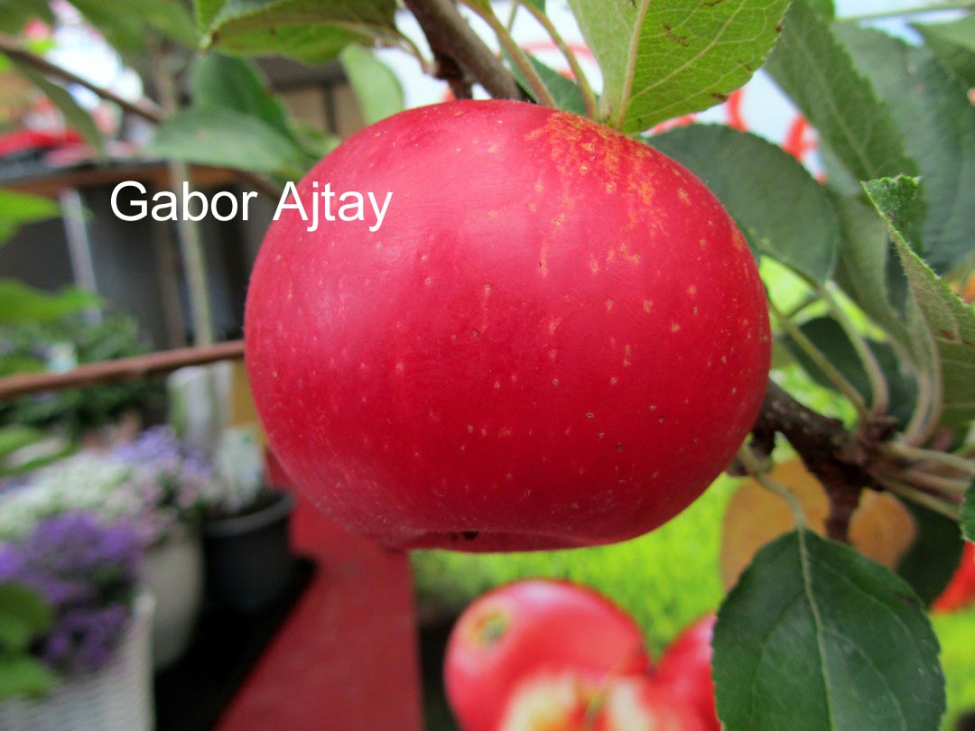 Malus domestica 'Rosette'