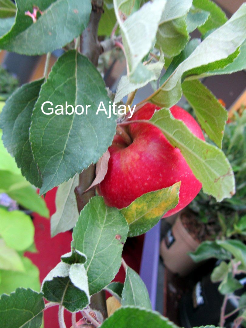 Malus domestica 'Rosette'