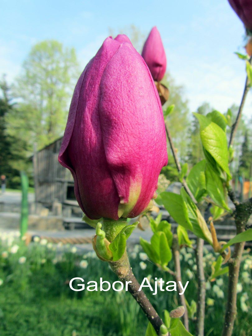 Magnolia 'Cleopatra'