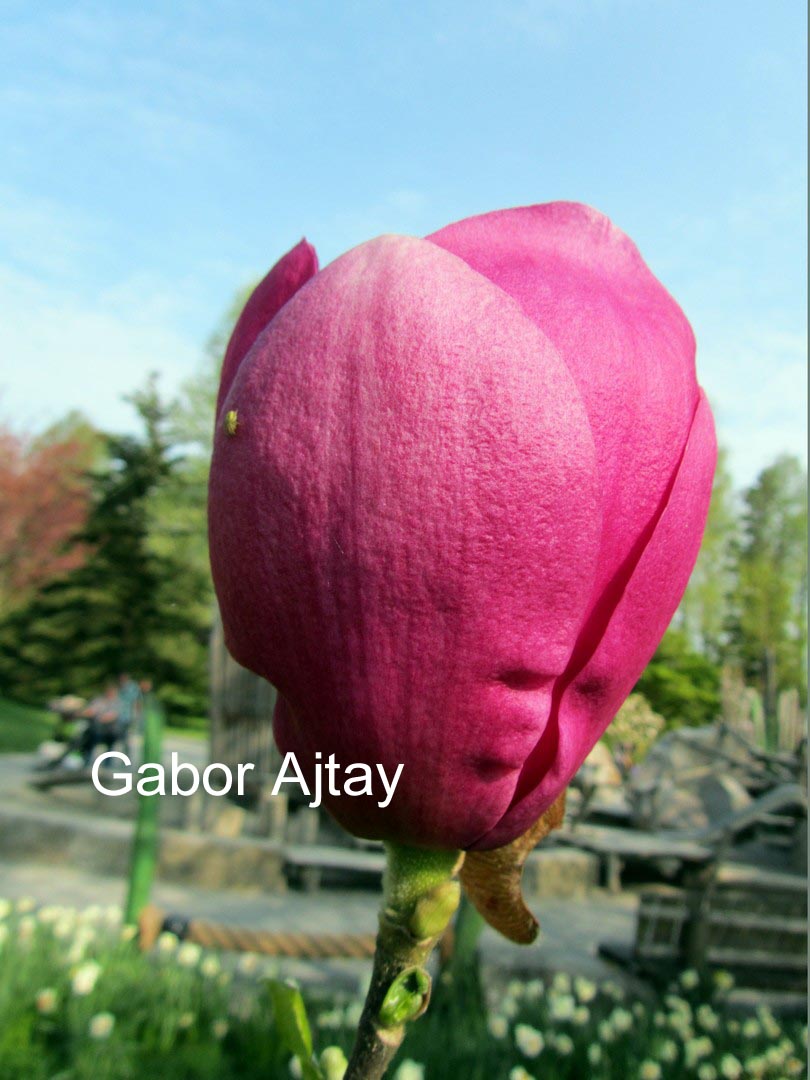 Magnolia 'Cleopatra'