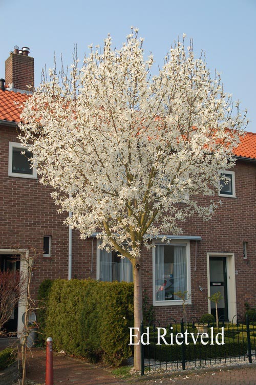 Magnolia kobus 'Esveld Select'