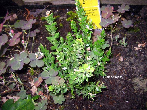 Ruscus aculeatus 'John Redmond'