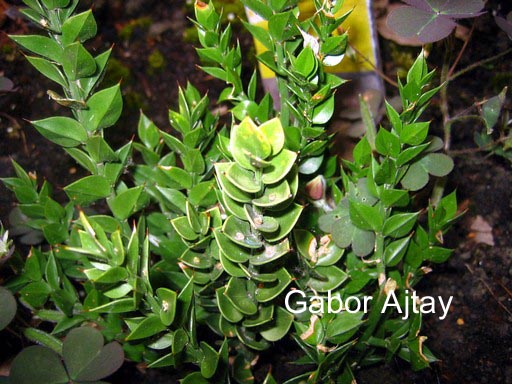 Ruscus aculeatus 'John Redmond'