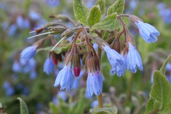 Symphytum azureum