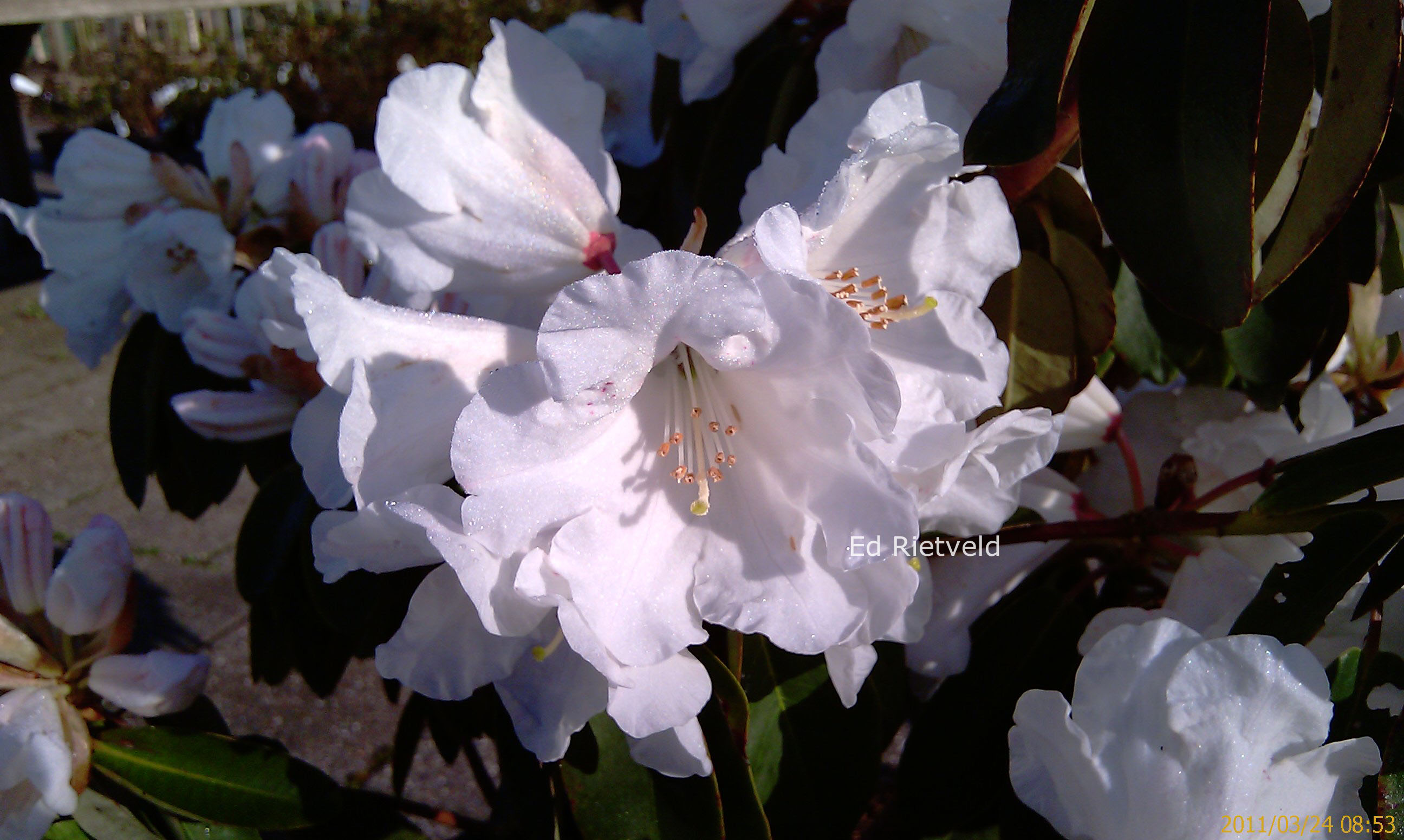 Rhododendron 'Carex White'