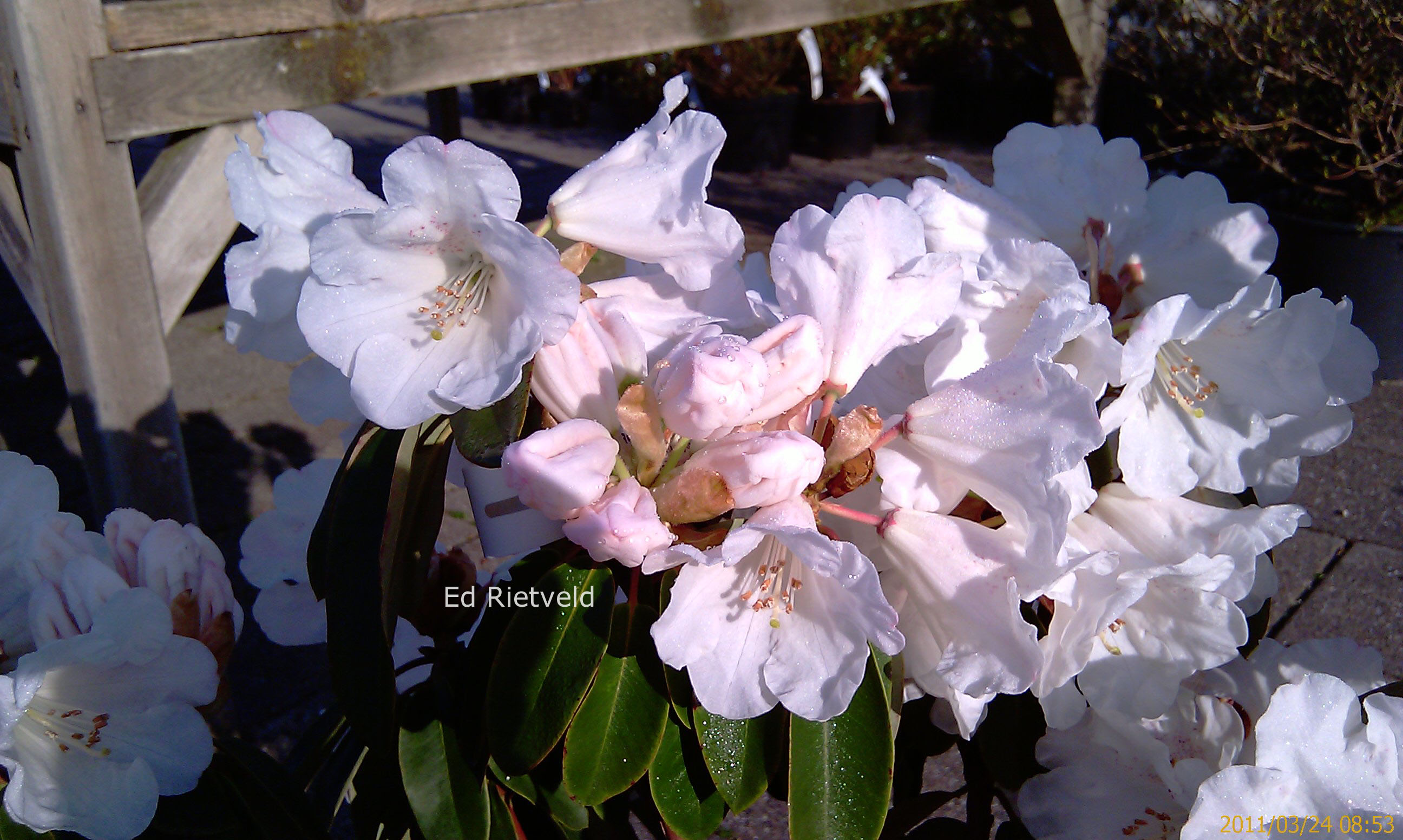 Rhododendron 'Carex White'