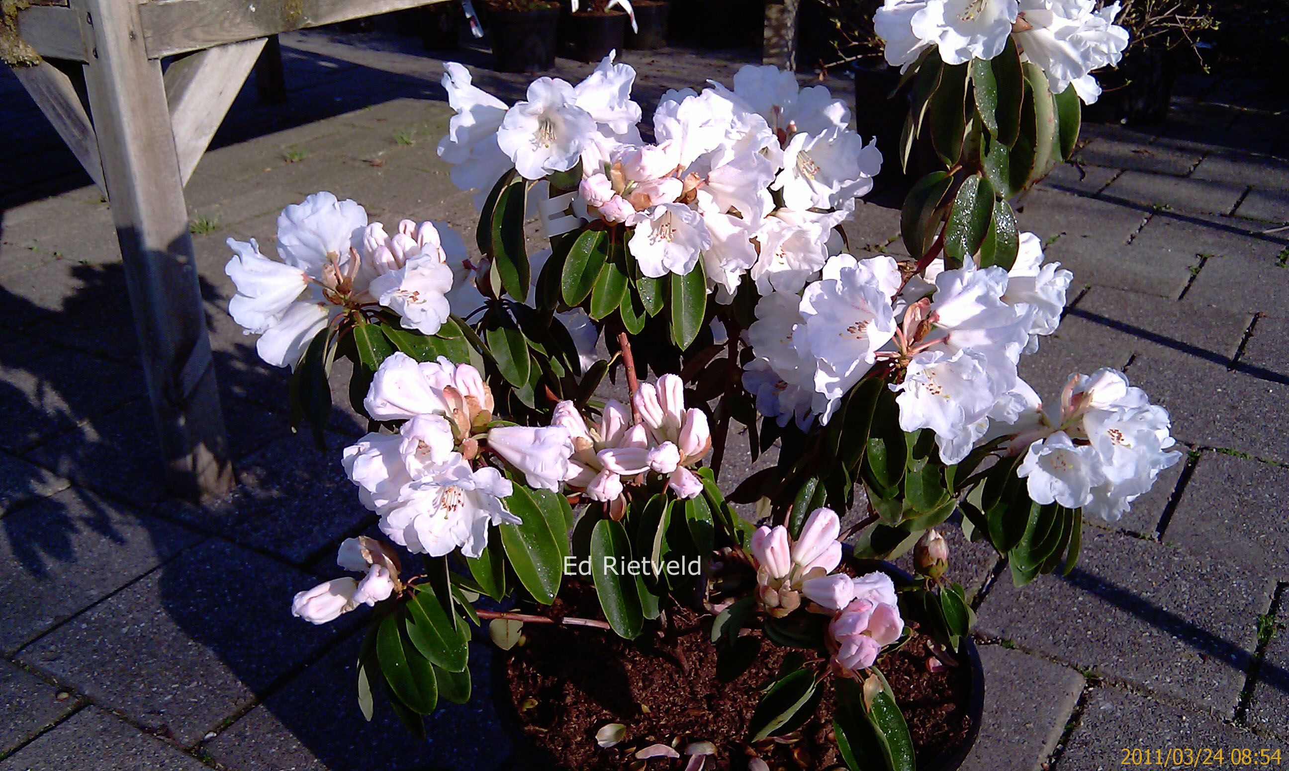 Rhododendron 'Carex White'