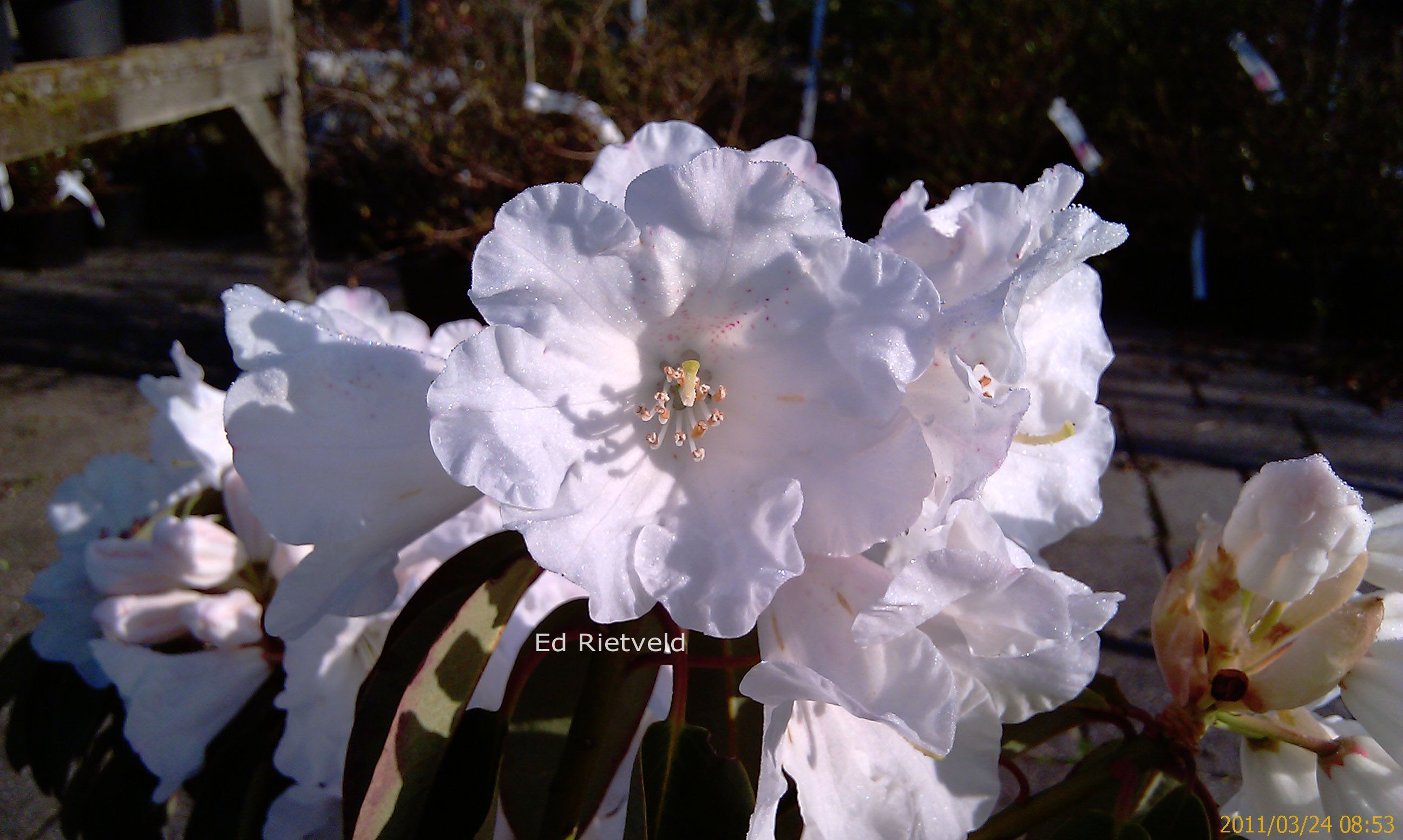 Rhododendron 'Carex White'