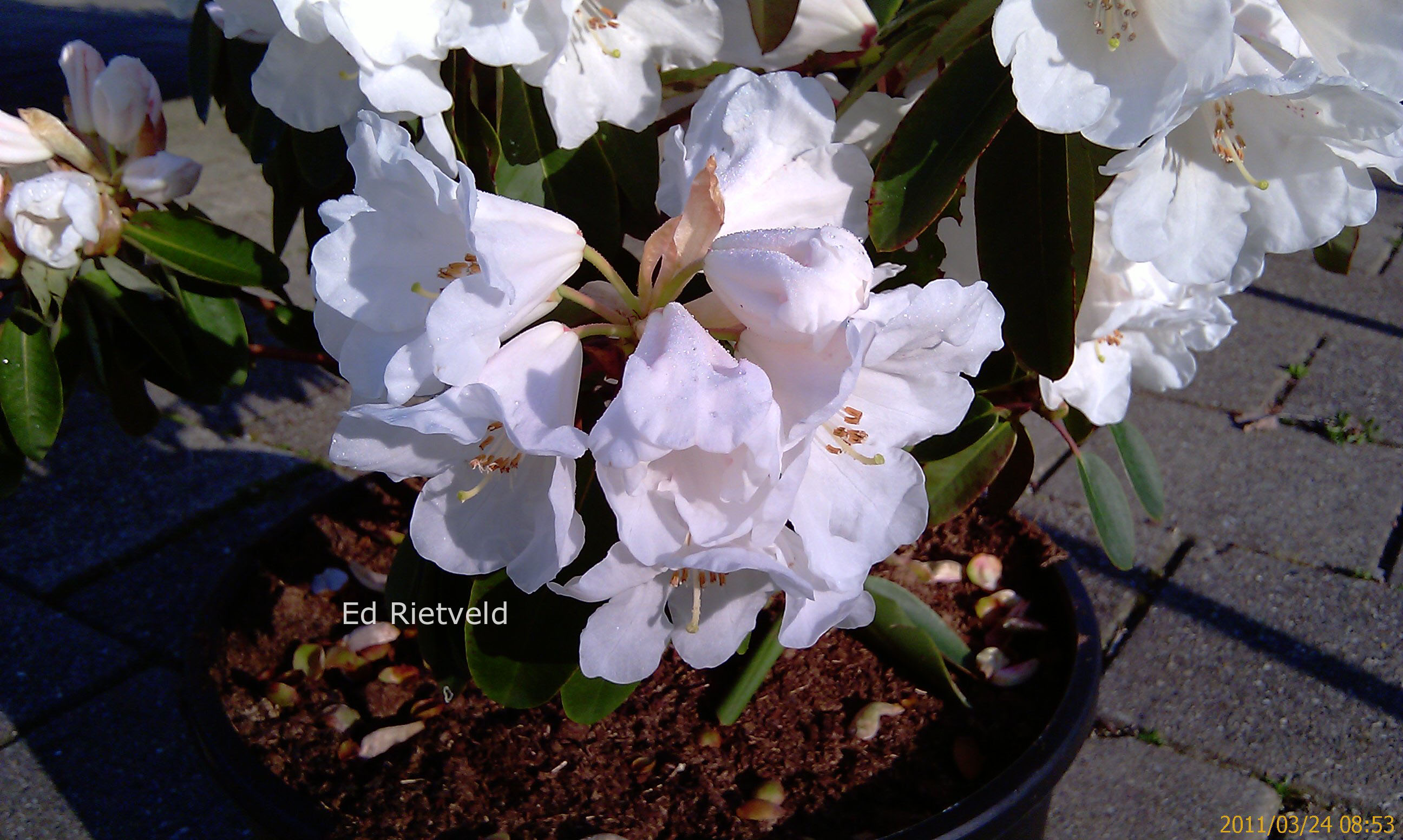 Rhododendron 'Carex White'