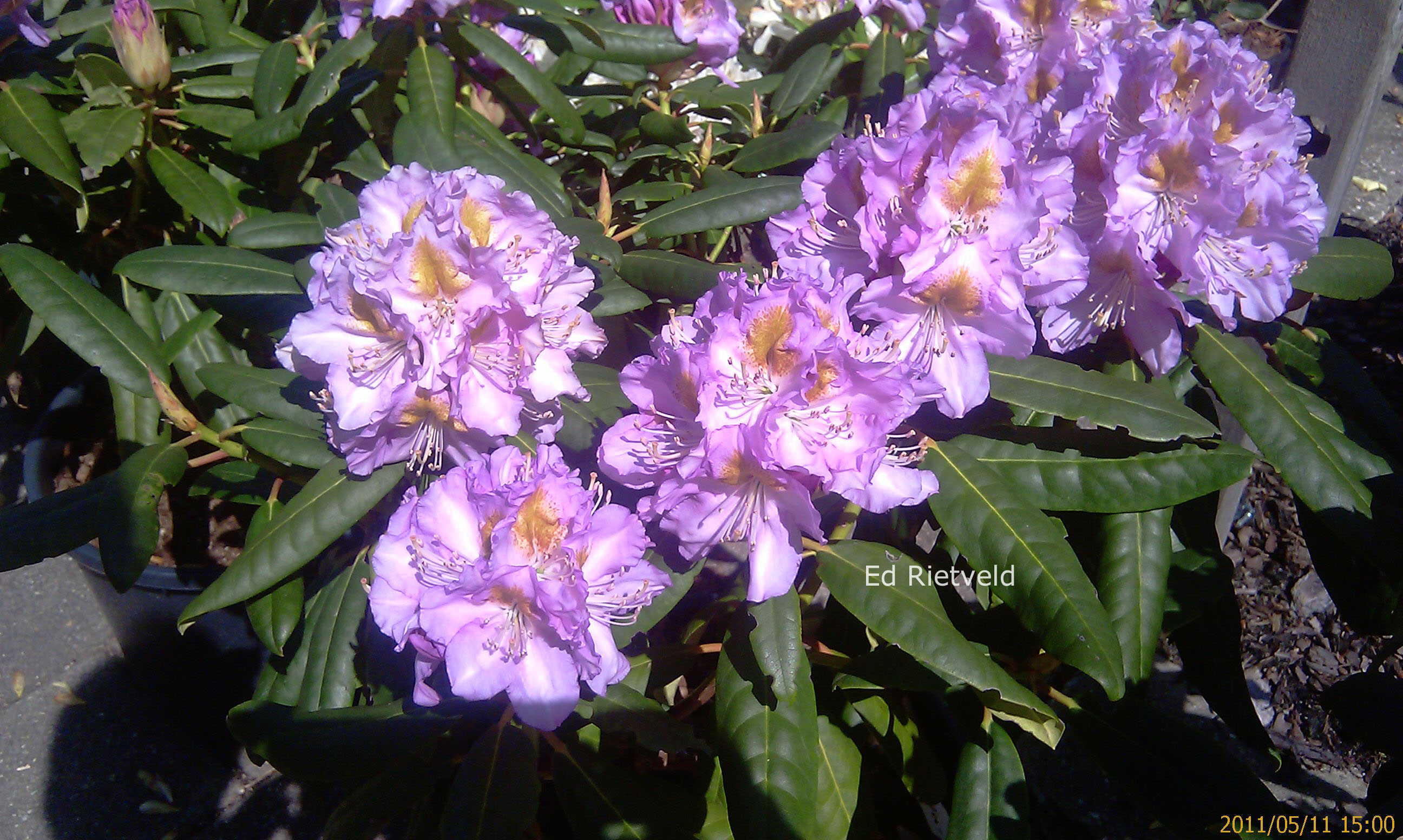 Rhododendron 'Ricarda'