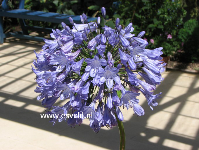 Agapanthus 'Sunfield'