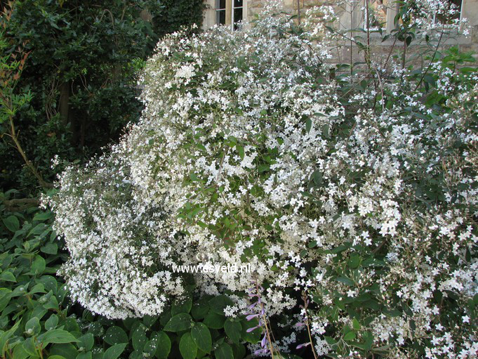 Deutzia gracilis