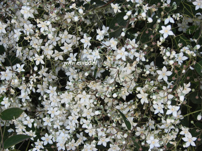 Deutzia gracilis