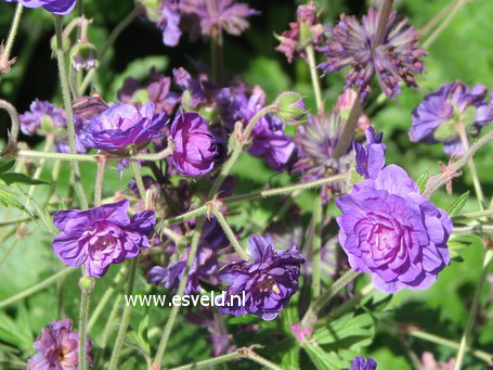 Geranium pratense