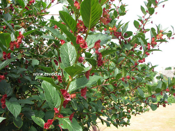 Lonicera involucrata ledebourii