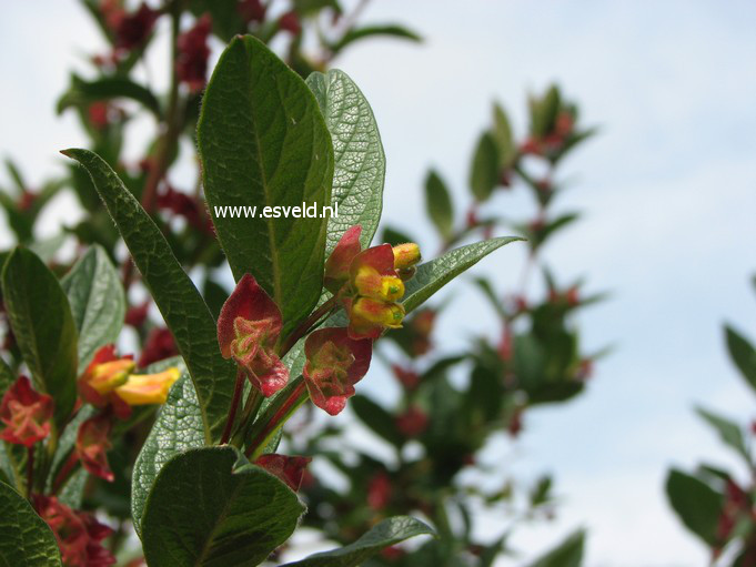 Lonicera involucrata ledebourii