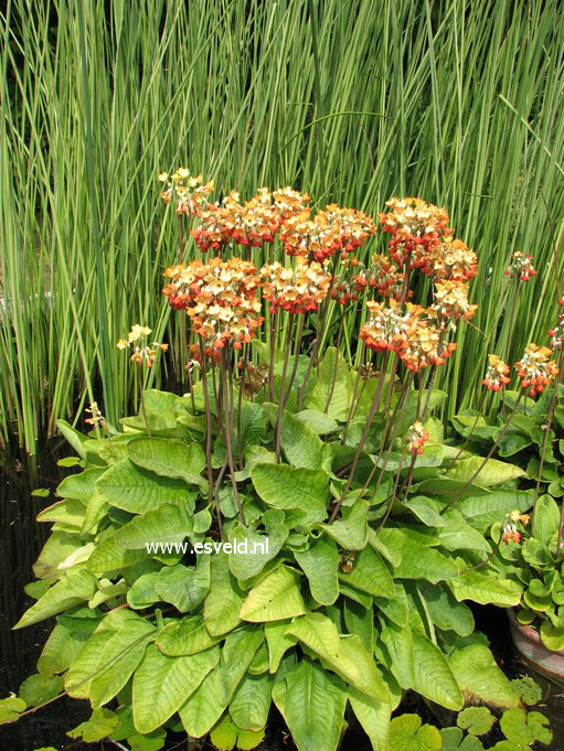 Primula bulleyana