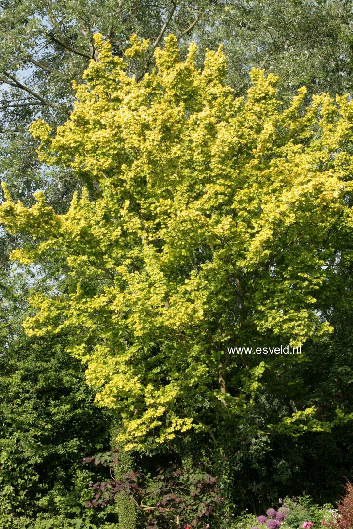 Ulmus hollandica 'Wredei'