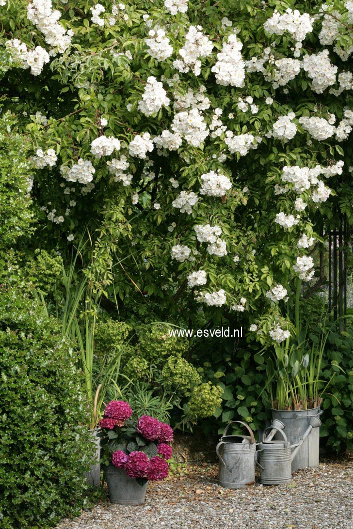 Rosa 'Bobbie James'