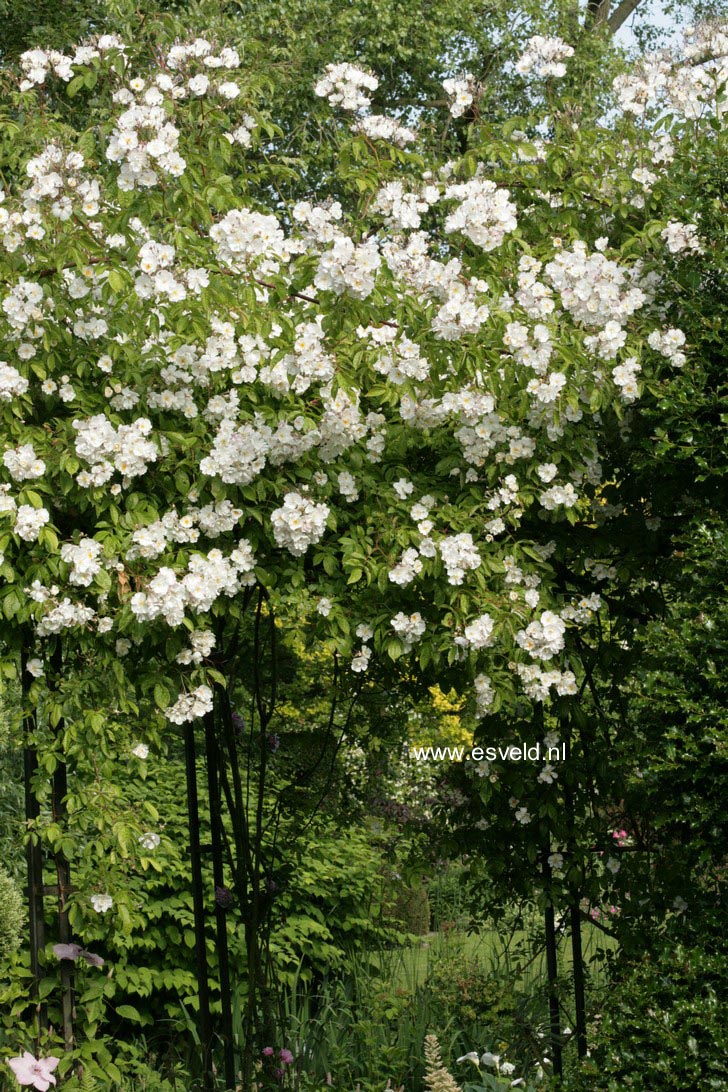 Rosa 'Bobbie James'