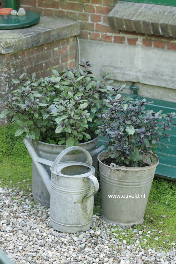 Ocimum basilicum 'Magic Blue'