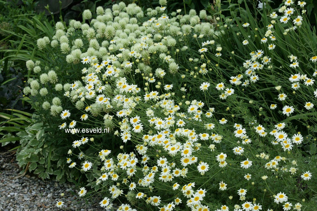 Anthemis hybrida 'Sauce Hollandaise'