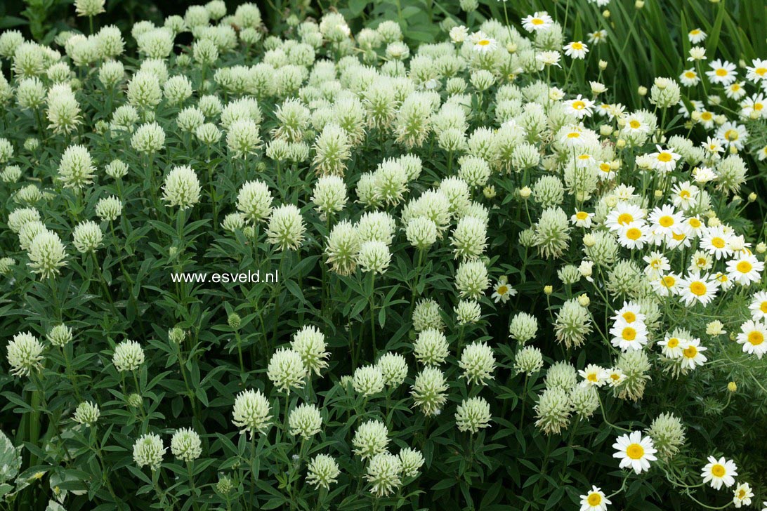 Trifolium ochroleucon