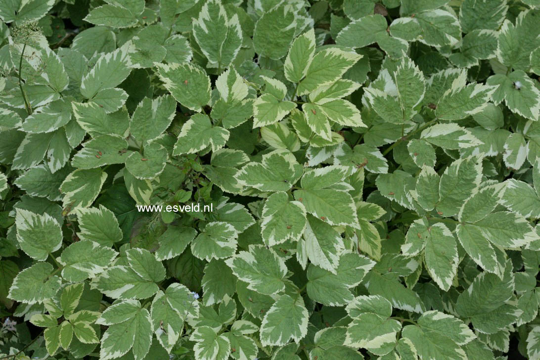 Aegopodium podagraria 'Variegatum'